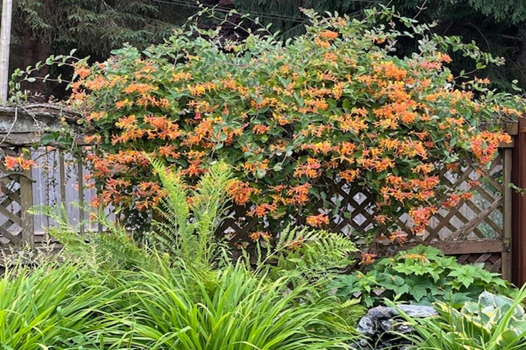 1711 126 Street, Surrey, British Columbia  V4A 9N6 - Photo 22 - R3070533