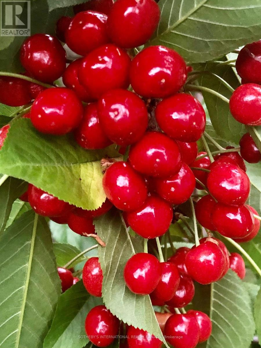 Room #a - 5959 Foxbridge Place, Mississauga, Ontario  L5M 6K5 - Photo 17 - W12590460