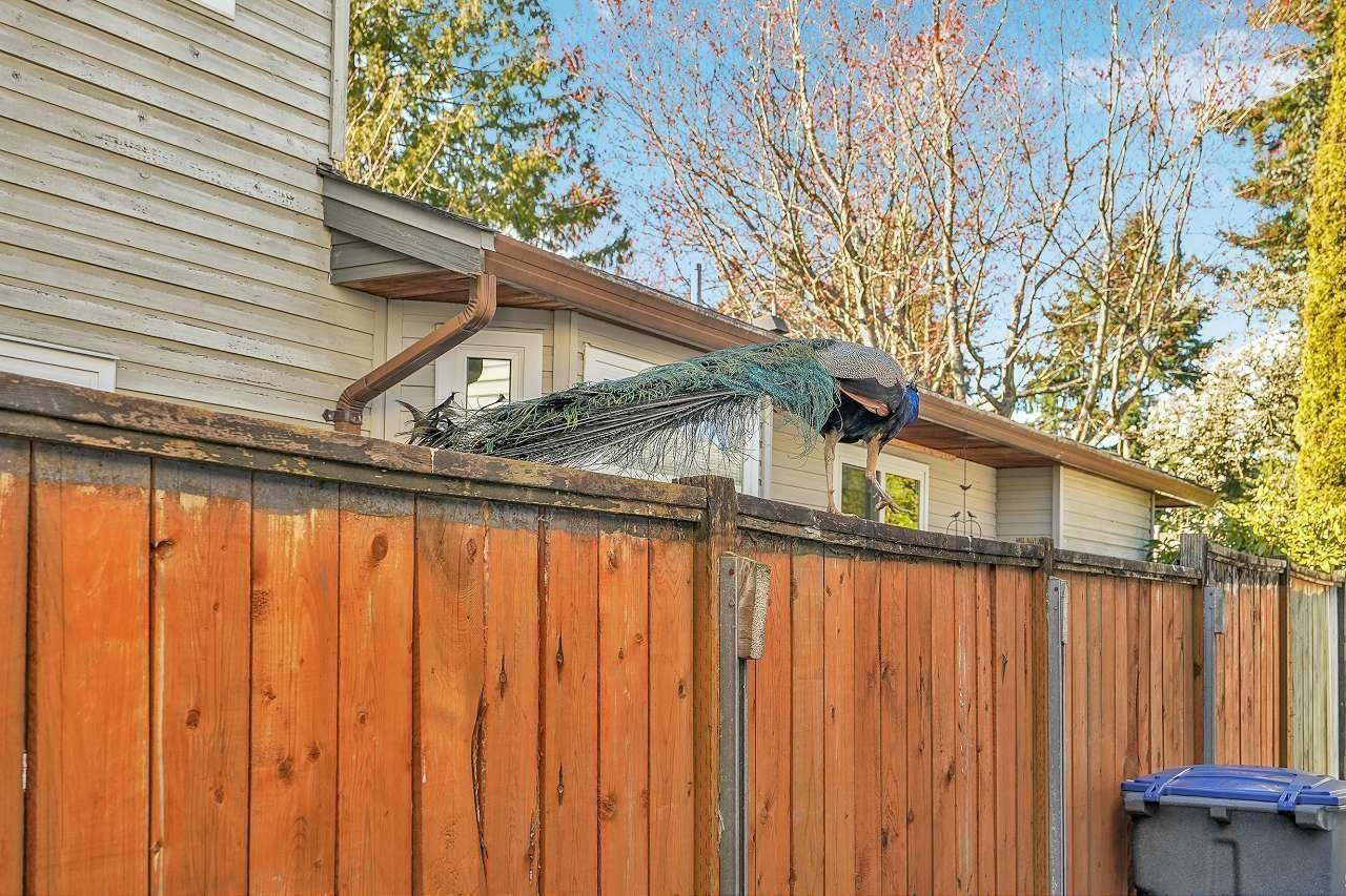 12978 61 Avenue, Surrey, British Columbia  V3X 2H5 - Photo 36 - R3071139