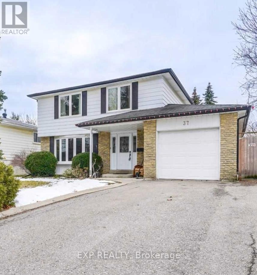 BASEMENT - 37 JASPER CRESCENT, Brampton, Ontario