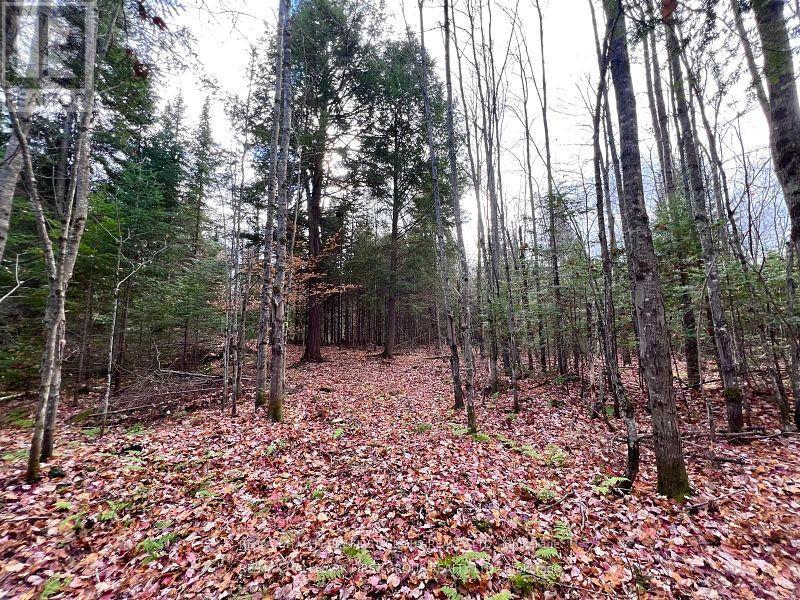 678 Centreview Road, Hastings Highlands, Ontario  K0J 1L0 - Photo 19 - X12449486