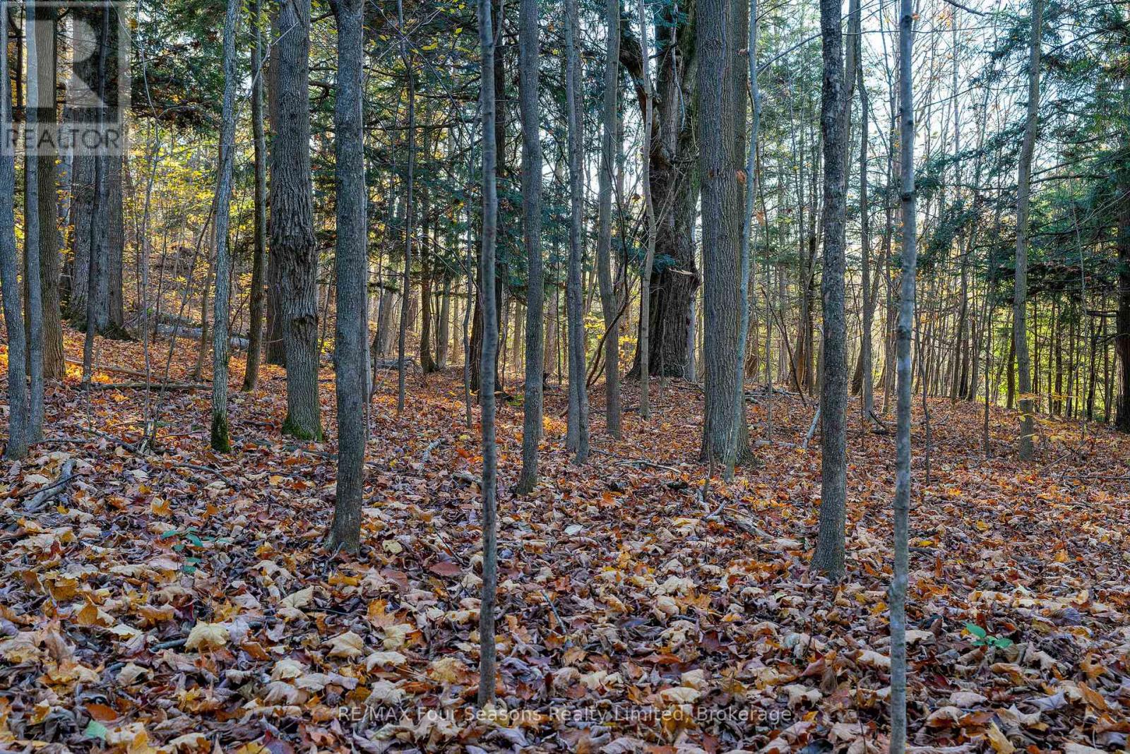 627174 Grey Road 119, Grey Highlands, Ontario  N0H 1J0 - Photo 35 - X12598952