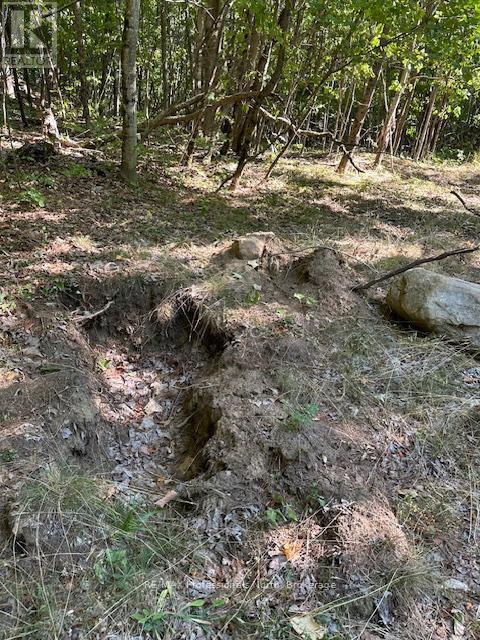 2875 County Road 21 Road, Minden Hills, Ontario  K0M 2K0 - Photo 12 - X12599098