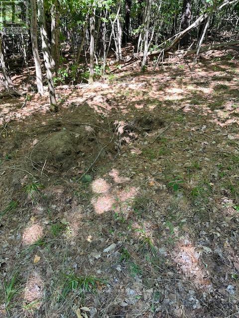 2875 County Road 21 Road, Minden Hills, Ontario  K0M 2K0 - Photo 13 - X12599098