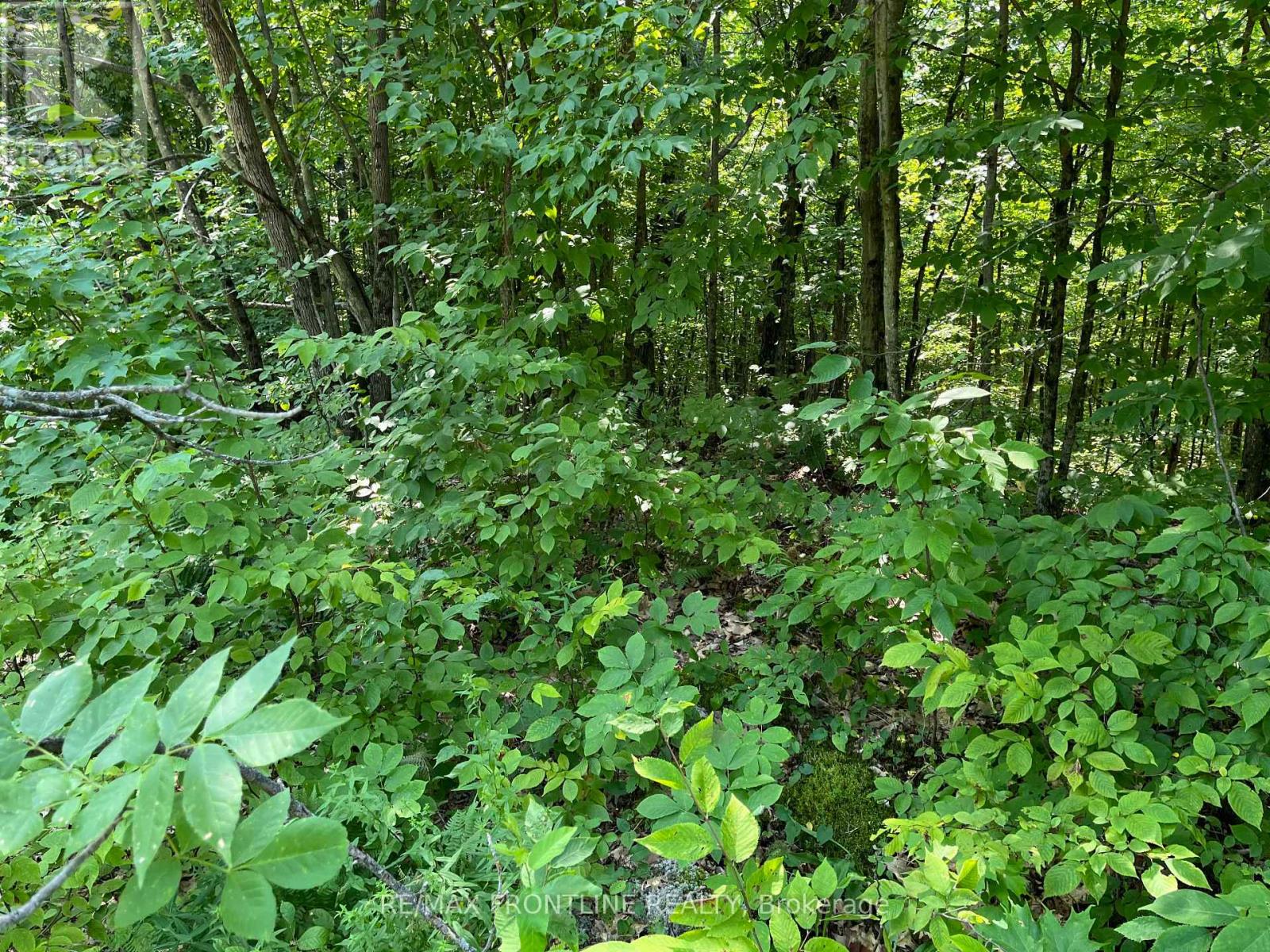 0 Red Pine Road, Tay Valley, Ontario  K0H 2B0 - Photo 9 - X12600770