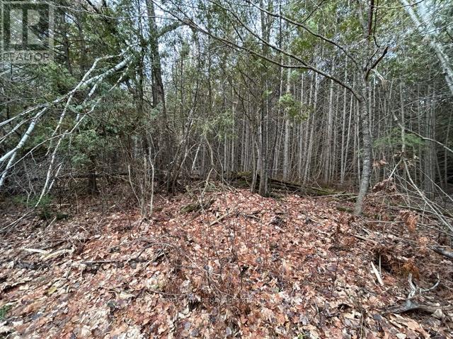 Ptlt 29 Concession 8, Kawartha Lakes, Ontario K0M 1A0 - Photo 4 - X12601760