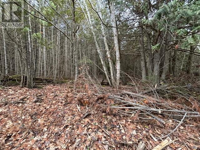 Ptlt 29 Concession 8, Kawartha Lakes, Ontario K0M 1A0 - Photo 5 - X12601760