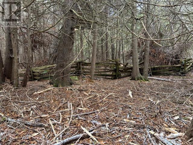 Ptlt 29 Concession 8, Kawartha Lakes, Ontario K0M 1A0 - Photo 6 - X12601760