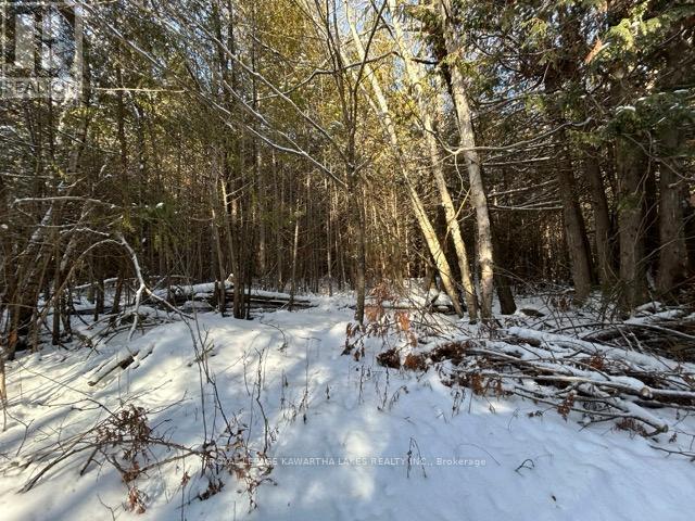 Ptlt 29 Concession 8, Kawartha Lakes, Ontario K0M 1A0 - Photo 8 - X12601760