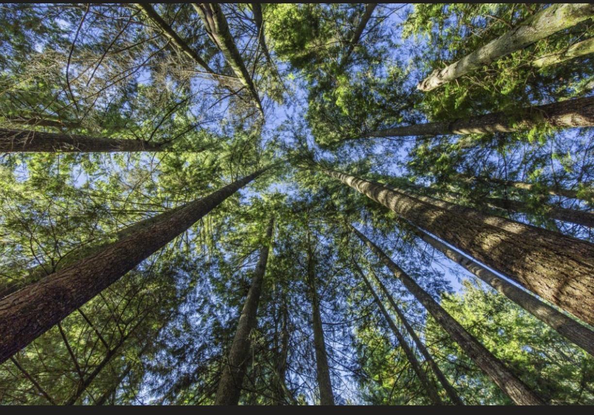 30317 Berg Avenue, Mission, British Columbia  V4S 1C8 - Photo 6 - R3065953