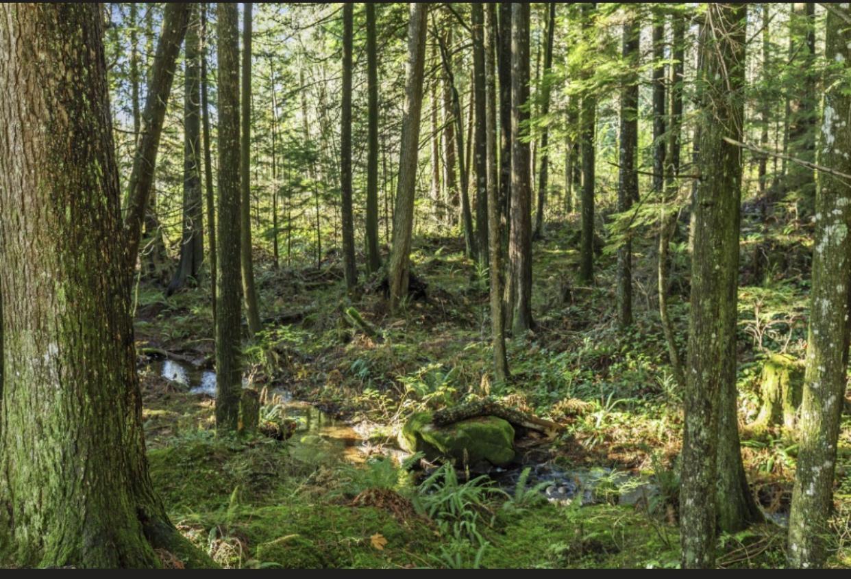 30317 Berg Avenue, Mission, British Columbia  V4S 1C8 - Photo 9 - R3065953