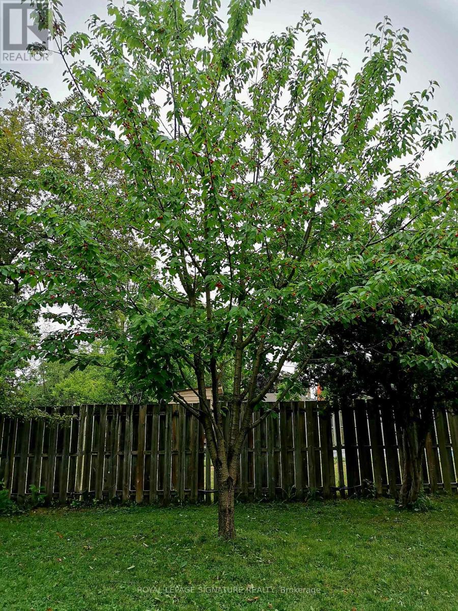 169 Norfolk Avenue, Richmond Hill, Ontario L4C 2C7 - Photo 38 - N12602312