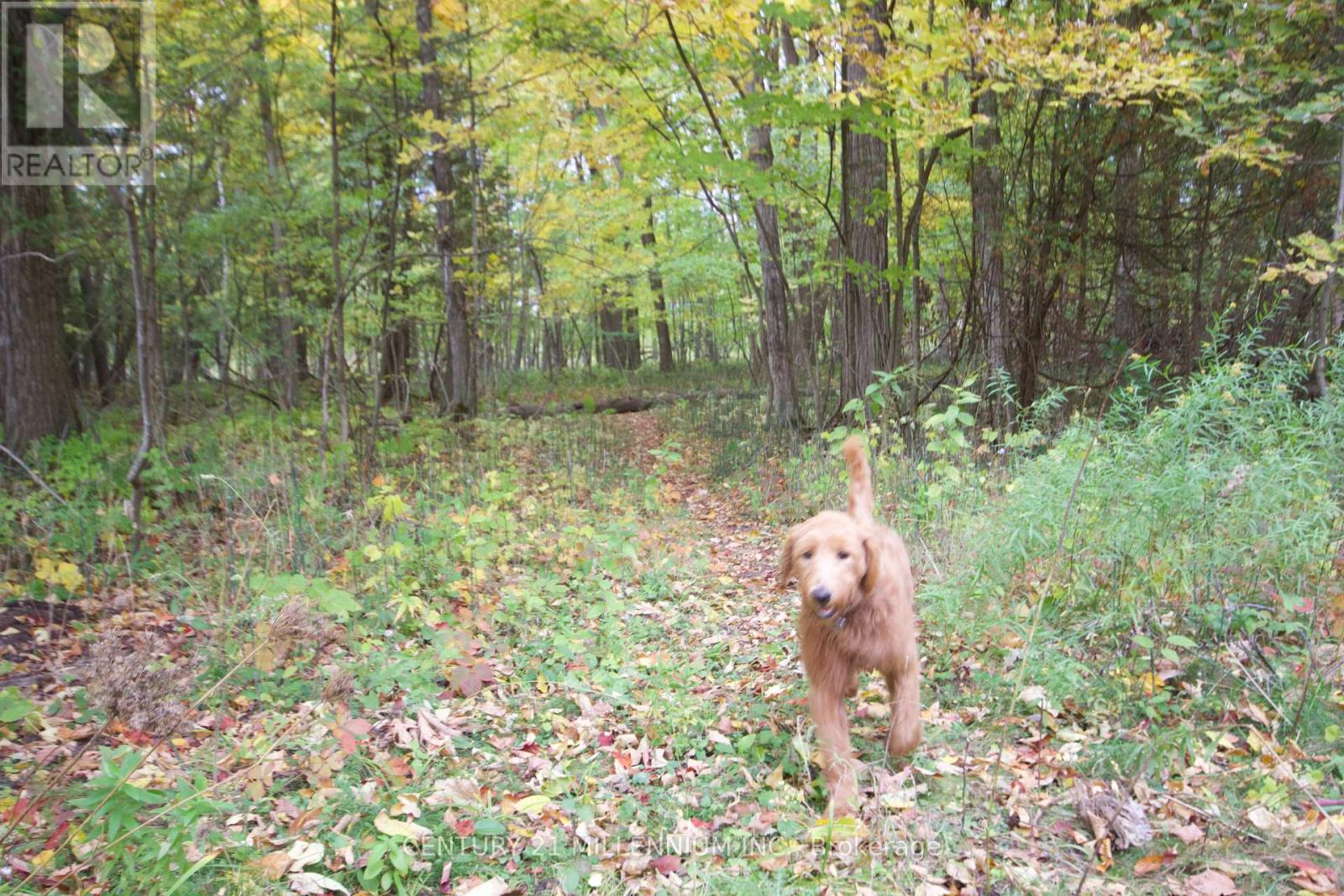 11 Knox Road E, Wasaga Beach, Ontario  L9Z 2T6 - Photo 11 - S12604540