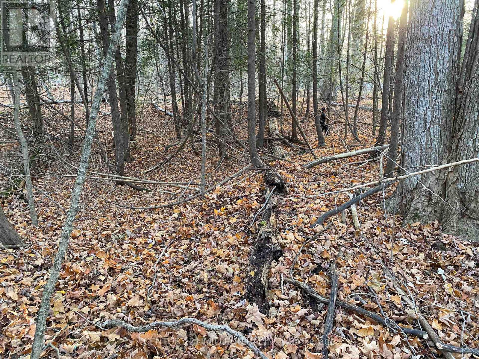 11 Knox Road E, Wasaga Beach, Ontario  L9Z 2T6 - Photo 22 - S12604540