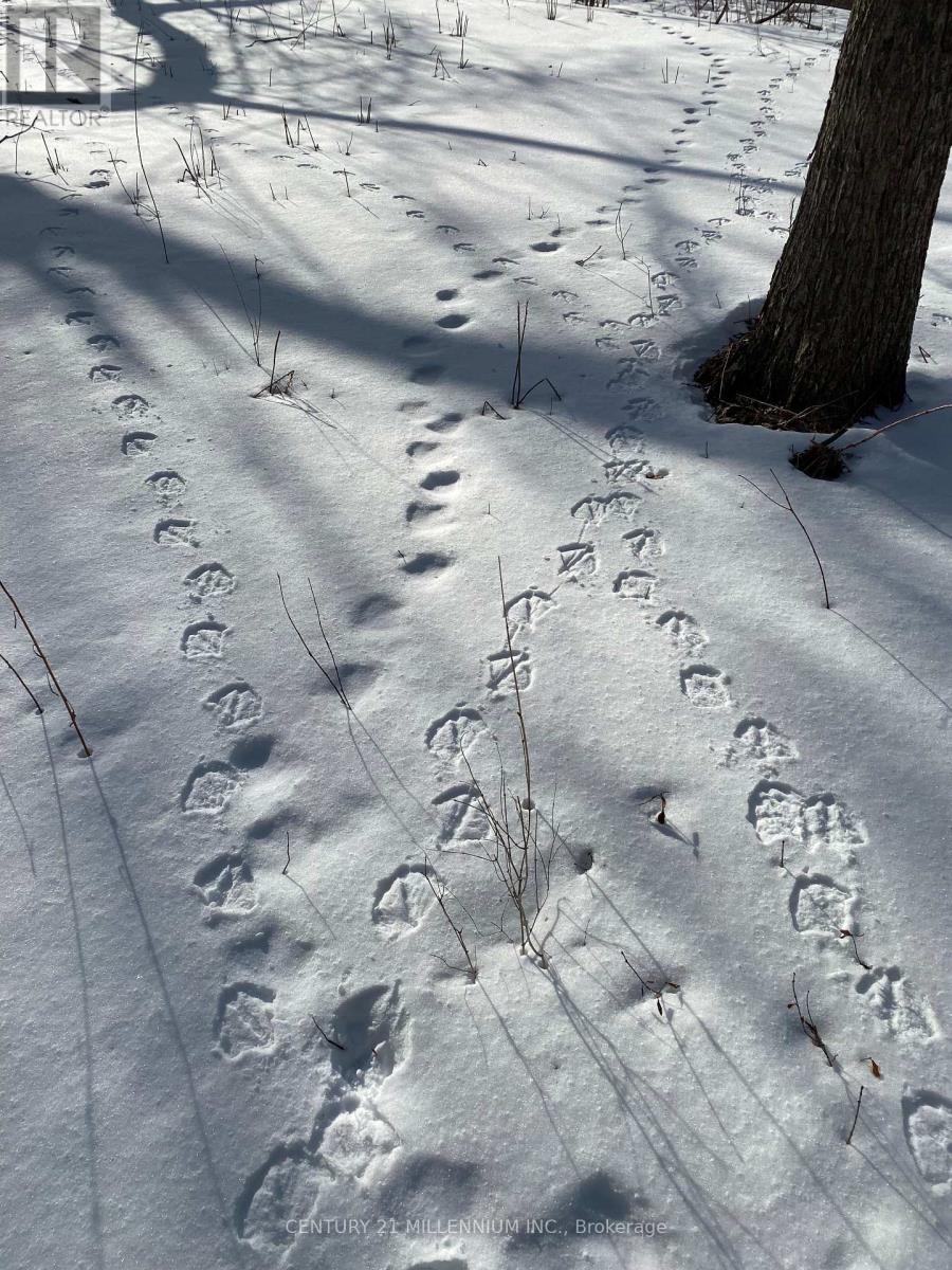 11 Knox Road E, Wasaga Beach, Ontario  L9Z 2T6 - Photo 33 - S12604540