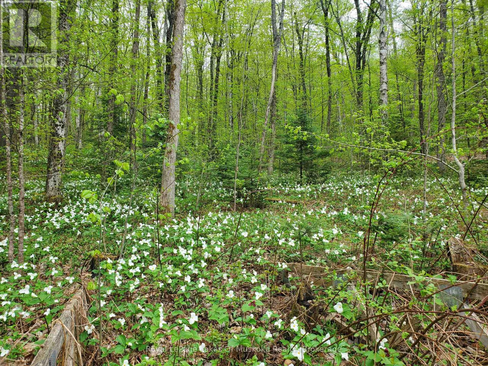 4244 Muskoka Road 117, Lake Of Bays, Ontario  P0B 1A0 - Photo 2 - X12414876