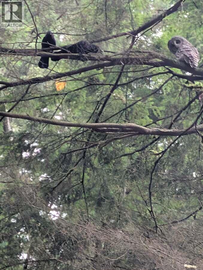 1498 Chamberlain Drive, North Vancouver, British Columbia  V7K 1P6 - Photo 37 - R3071019