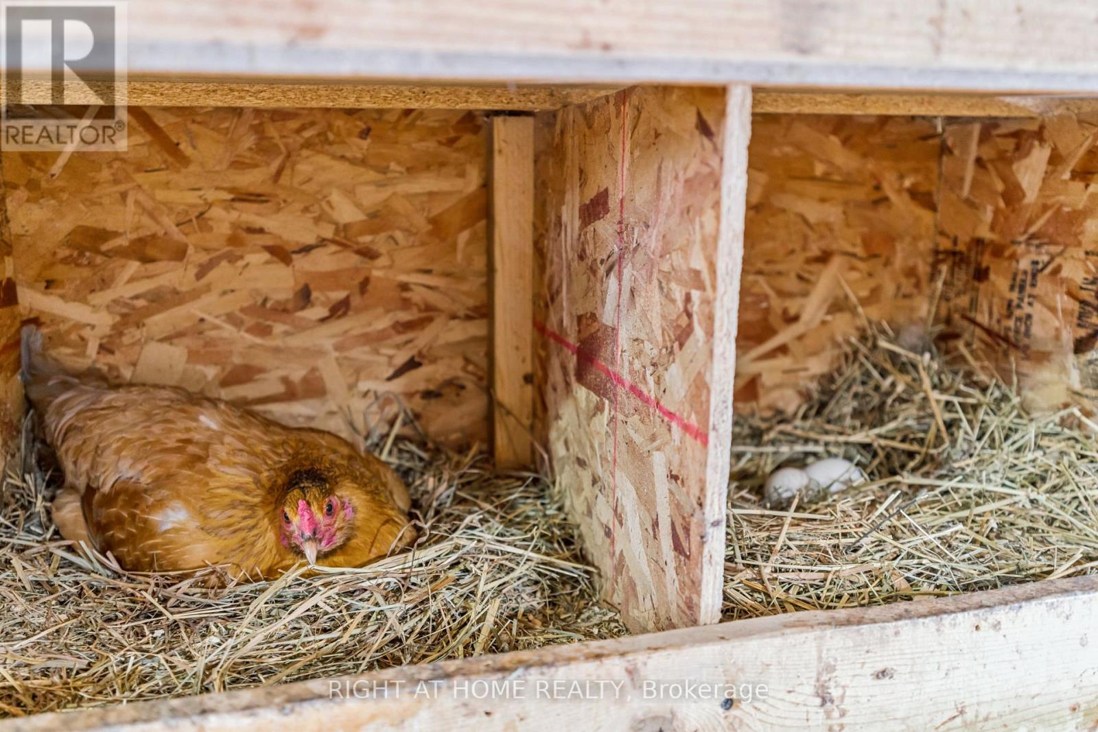 6216 Sunnidale Tosorontio Townline, Clearview, Ontario  L0M 1K0 - Photo 35 - S12348707
