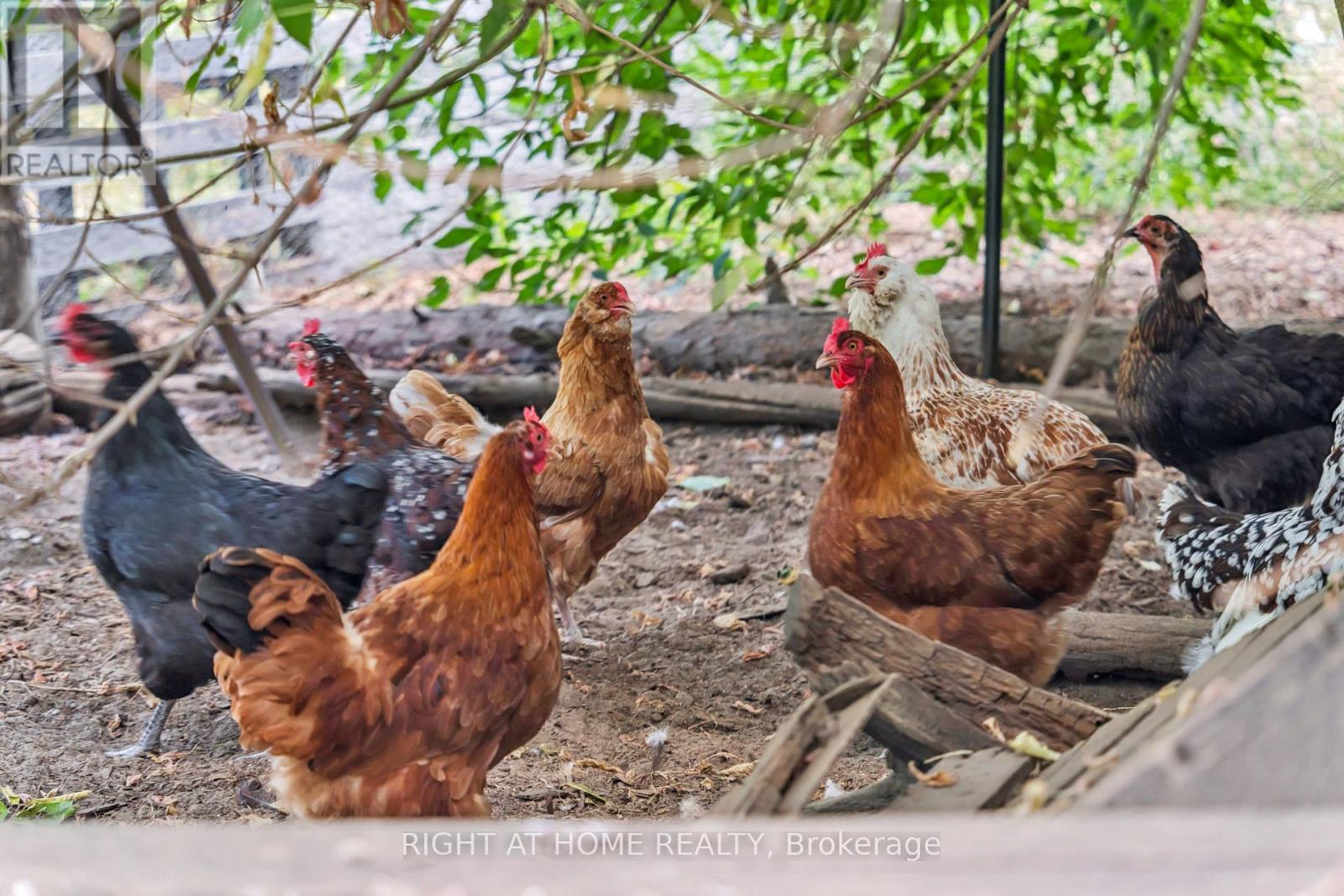 6216 Sunnidale Tosorontio Townline, Clearview, Ontario  L0M 1K0 - Photo 40 - S12348707