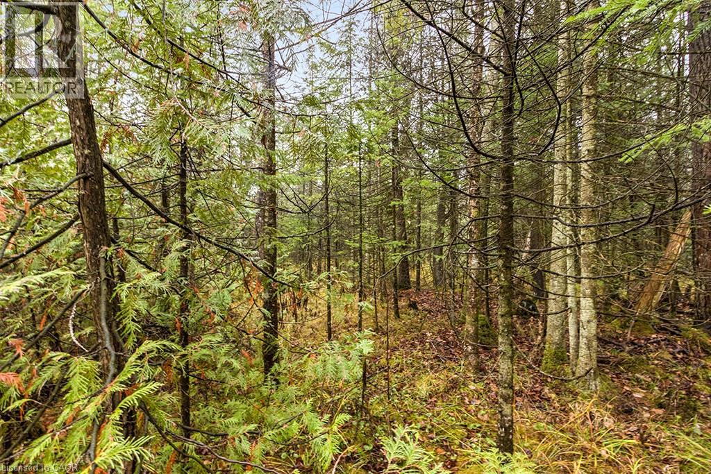 Pt Lt 11 Concession 11, West Grey, Ontario  N0C 1H0 - Photo 15 - 40786910