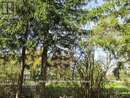 Bsmt - 95 Maria Road, Markham (Wismer), Ontario  L6E 0P1 - Photo 9 - N12609732