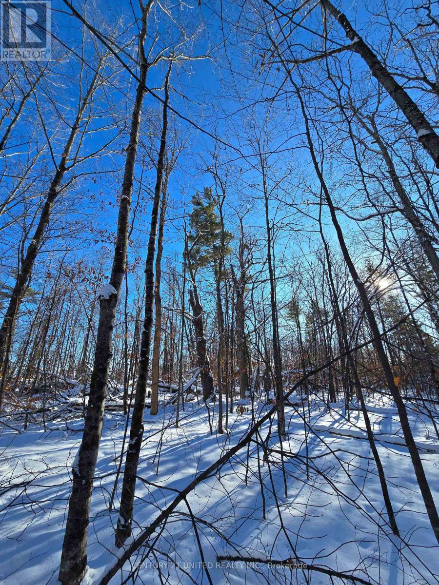 81 Vansickle Trail, Havelock-Belmont-Methuen, Ontario  K0L 1Z0 - Photo 10 - X12612322