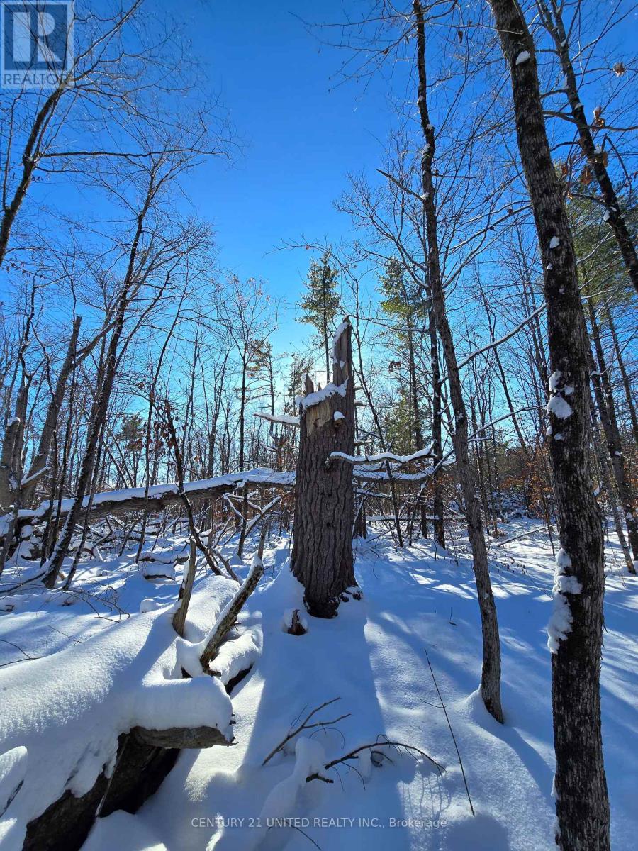 81 Vansickle Trail, Havelock-Belmont-Methuen, Ontario  K0L 1Z0 - Photo 9 - X12612322