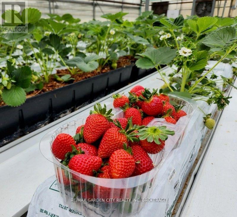 228-234 Read Road, St. Catharines, Ontario L2R 7K6 - Photo 12 - X12612884