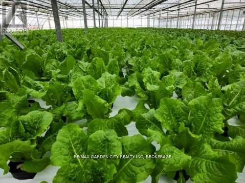 228-234 Read Road, St. Catharines, Ontario L2R 7K6 - Photo 14 - X12612884