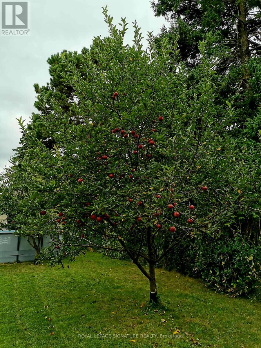 169 Norfolk Avenue, Richmond Hill, Ontario  L4C 2C7 - Photo 41 - N12602312