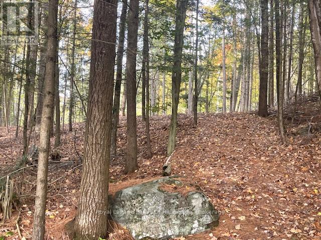 0 Hwy 35, Algonquin Highlands, Ontario K0M 1S0 - Photo 29 - X12116185