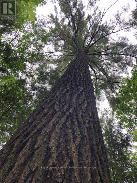 0 Hwy 35, Algonquin Highlands, Ontario K0M 1S0 - Photo 37 - X12116185