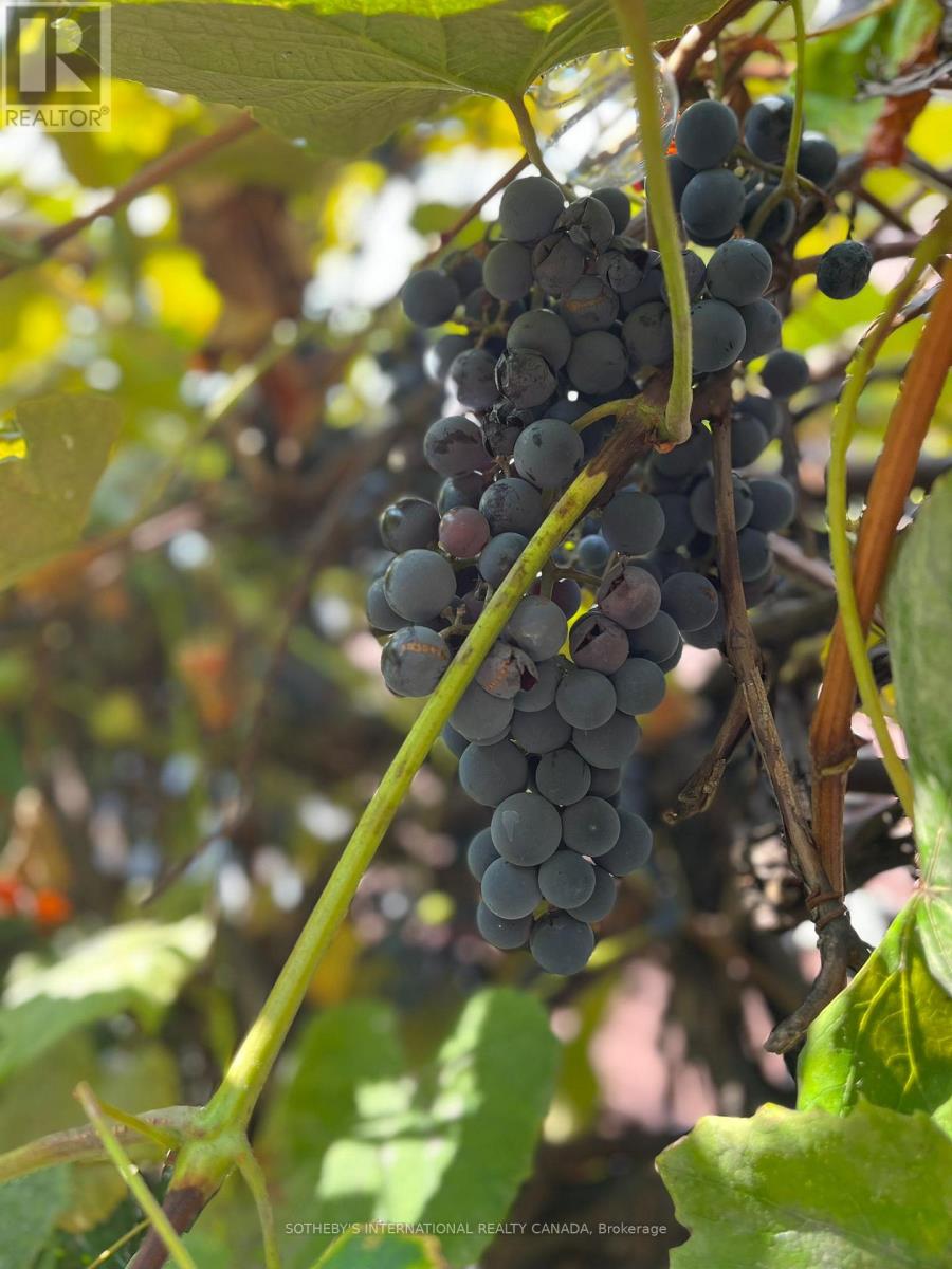 286 Euclid Avenue, Toronto, Ontario  M6J 2K2 - Photo 39 - C12615420