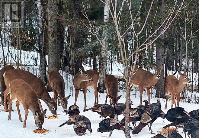 322 Kuno Road, Carlow/mayo, Ontario  K0L 1G0 - Photo 49 - X12615118