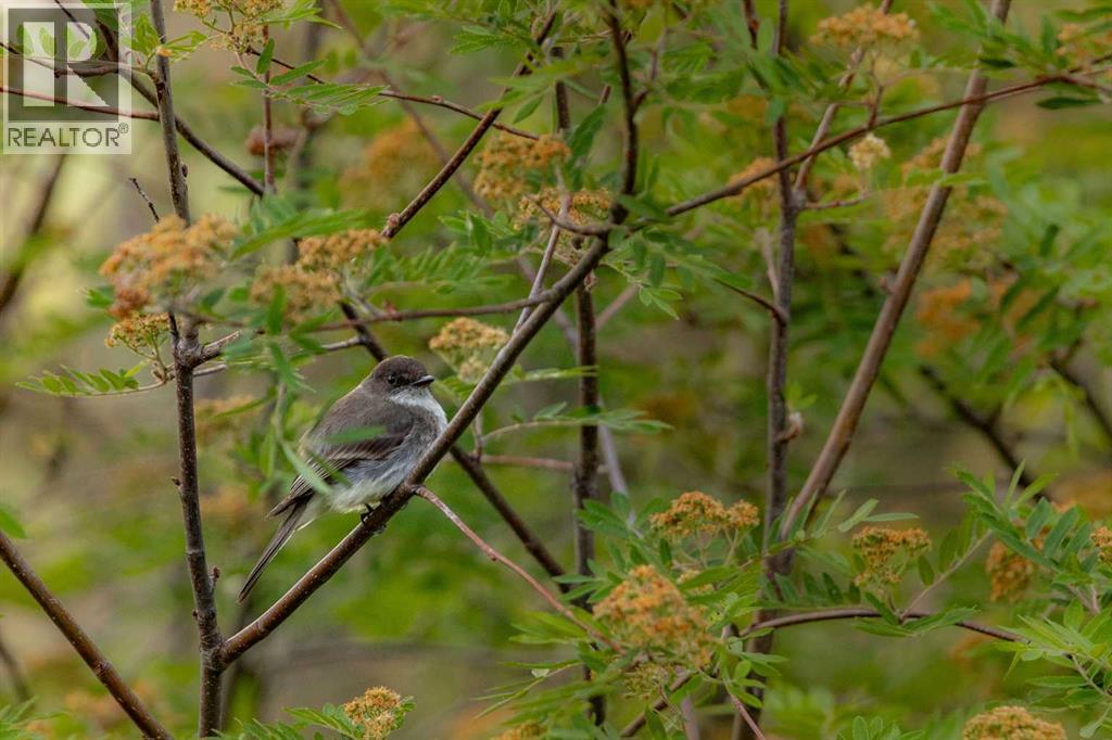 4252 Township Road 322, Rural Mountain View County, Alberta T0M 1X0 - Photo 45 - A2248012
