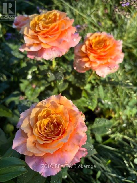 139 Campbell Avenue W, Milton, Ontario  L0P 1B0 - Photo 40 - W12628208