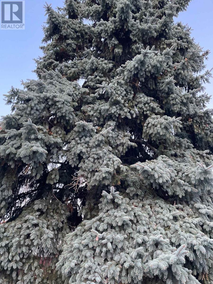 7 Mandrain Crescent, Brampton, Ontario  L6S 2S2 - Photo 17 - W12628240