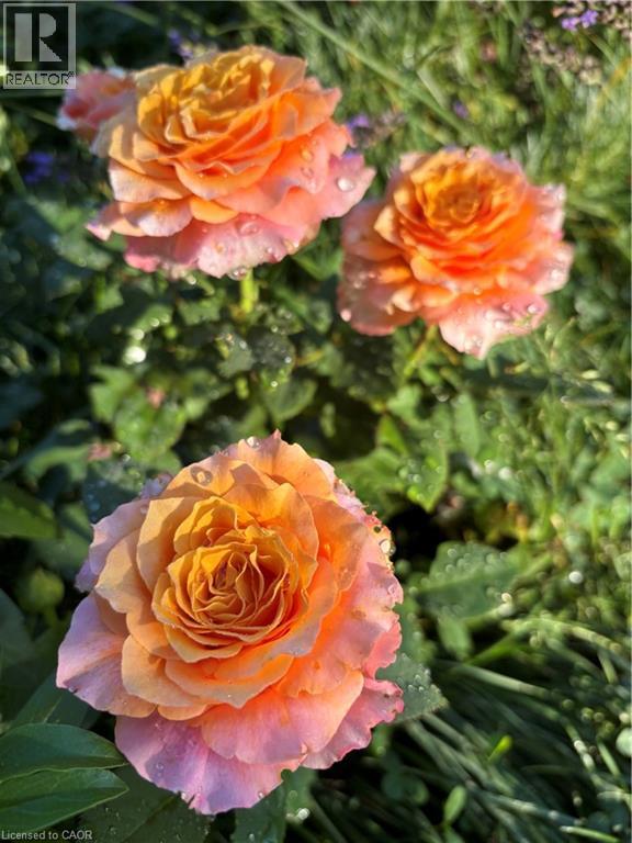 139 Campbell Avenue W, Campbellville, Ontario  L0P 1B0 - Photo 37 - 40793603