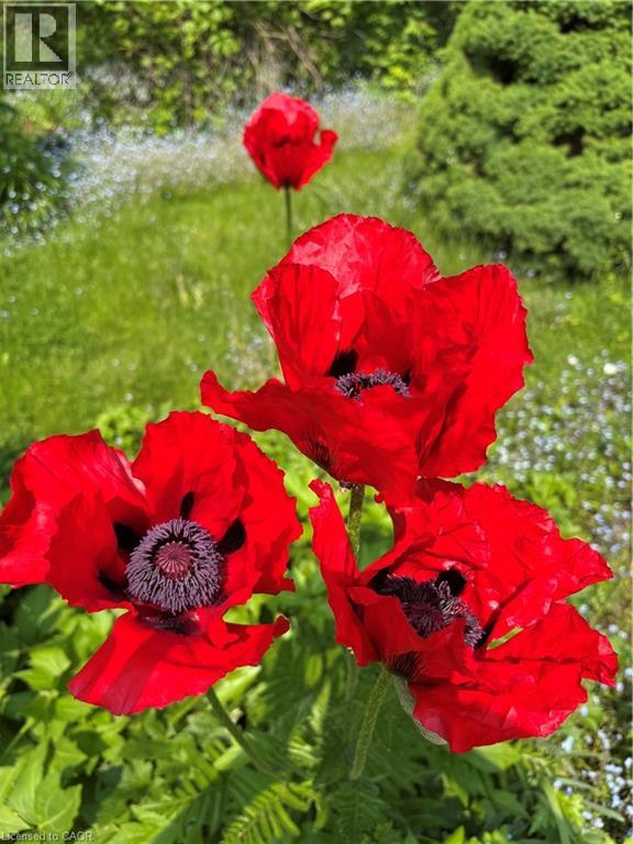 139 Campbell Avenue W, Campbellville, Ontario  L0P 1B0 - Photo 41 - 40793603