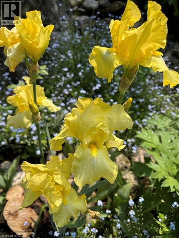 139 Campbell Avenue W, Campbellville, Ontario  L0P 1B0 - Photo 42 - 40793603