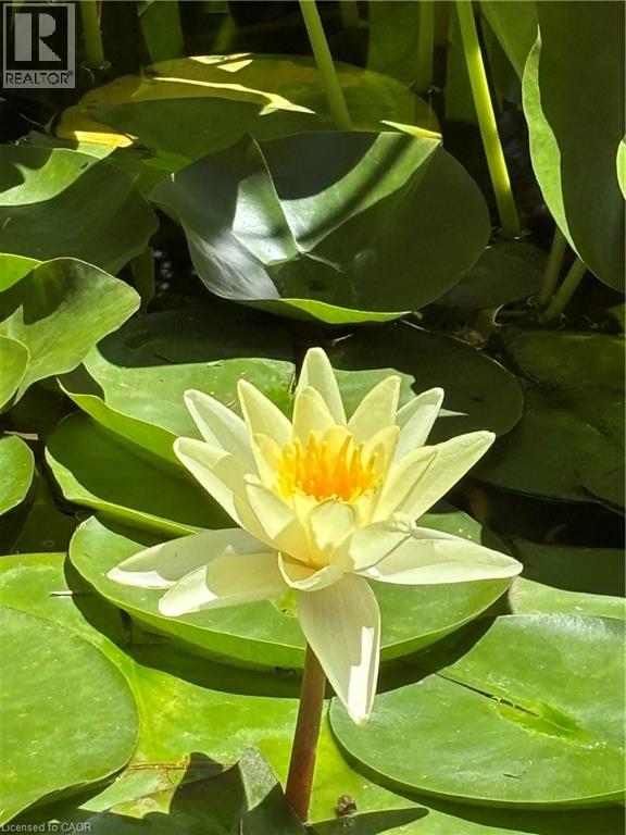 139 Campbell Avenue W, Campbellville, Ontario  L0P 1B0 - Photo 45 - 40793603