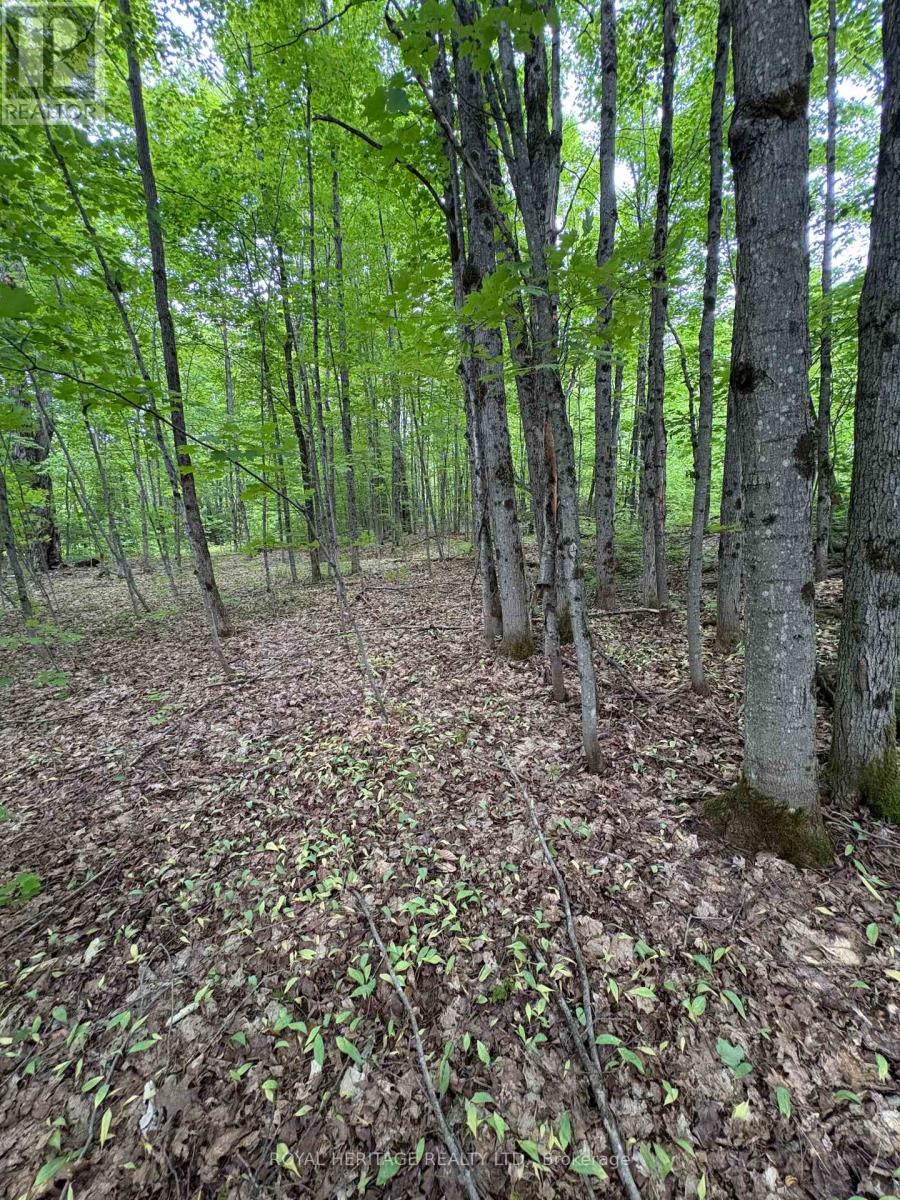 1043 Lawrence Pit Road, Muskoka Lakes, Ontario  P0B 1M0 - Photo 4 - X12629594