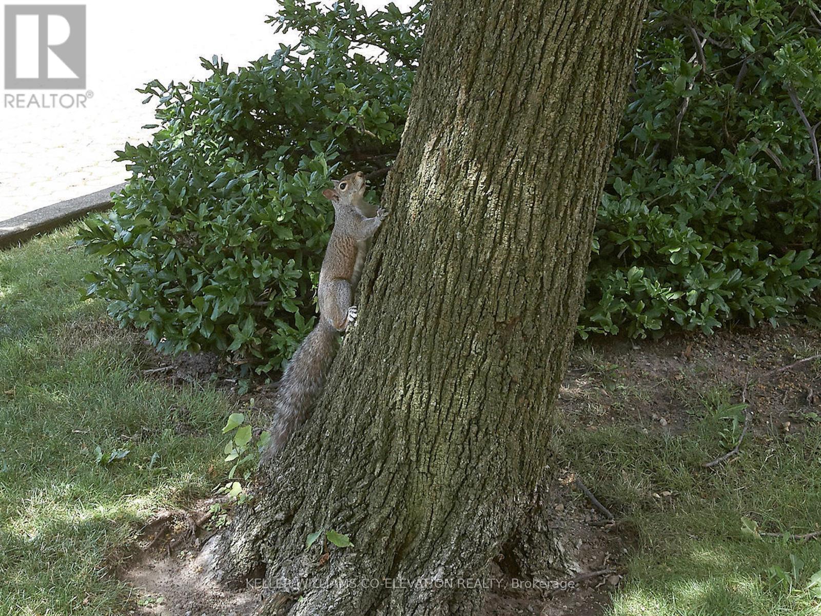 709 - 240 Scarlett Road, Toronto (Rockcliffe-Smythe), Ontario  M6N 4X4 - Photo 41 - W12629676