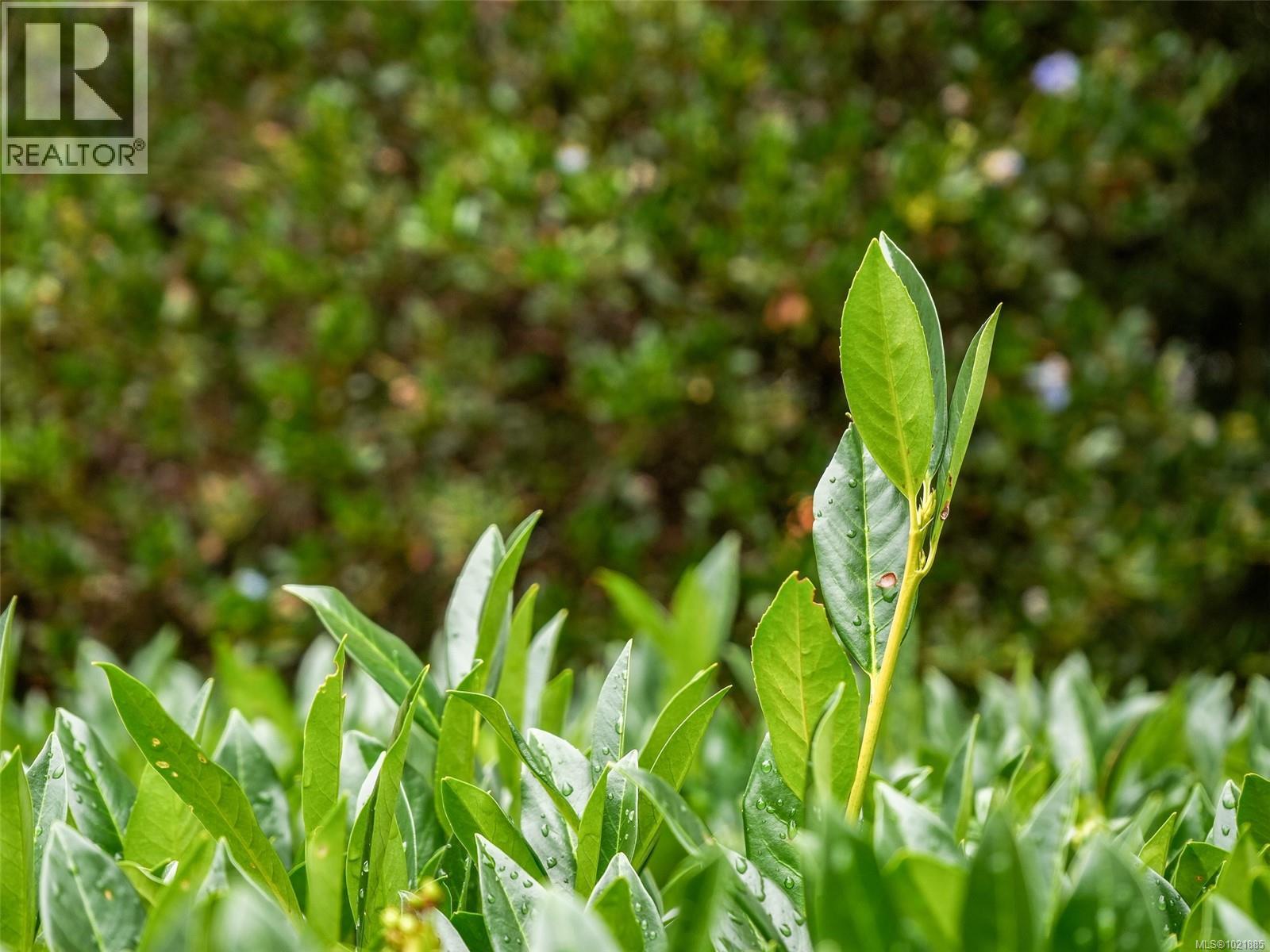 25 1286 Tolmie Ave, Saanich, British Columbia V8P 1E3 - Photo 40 - 1021885