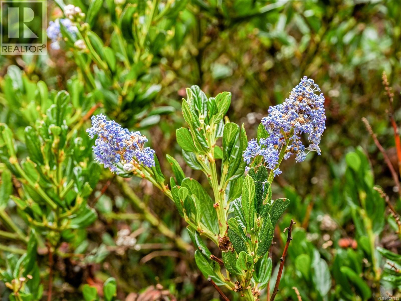 25 1286 Tolmie Ave, Saanich, British Columbia V8P 1E3 - Photo 43 - 1021885