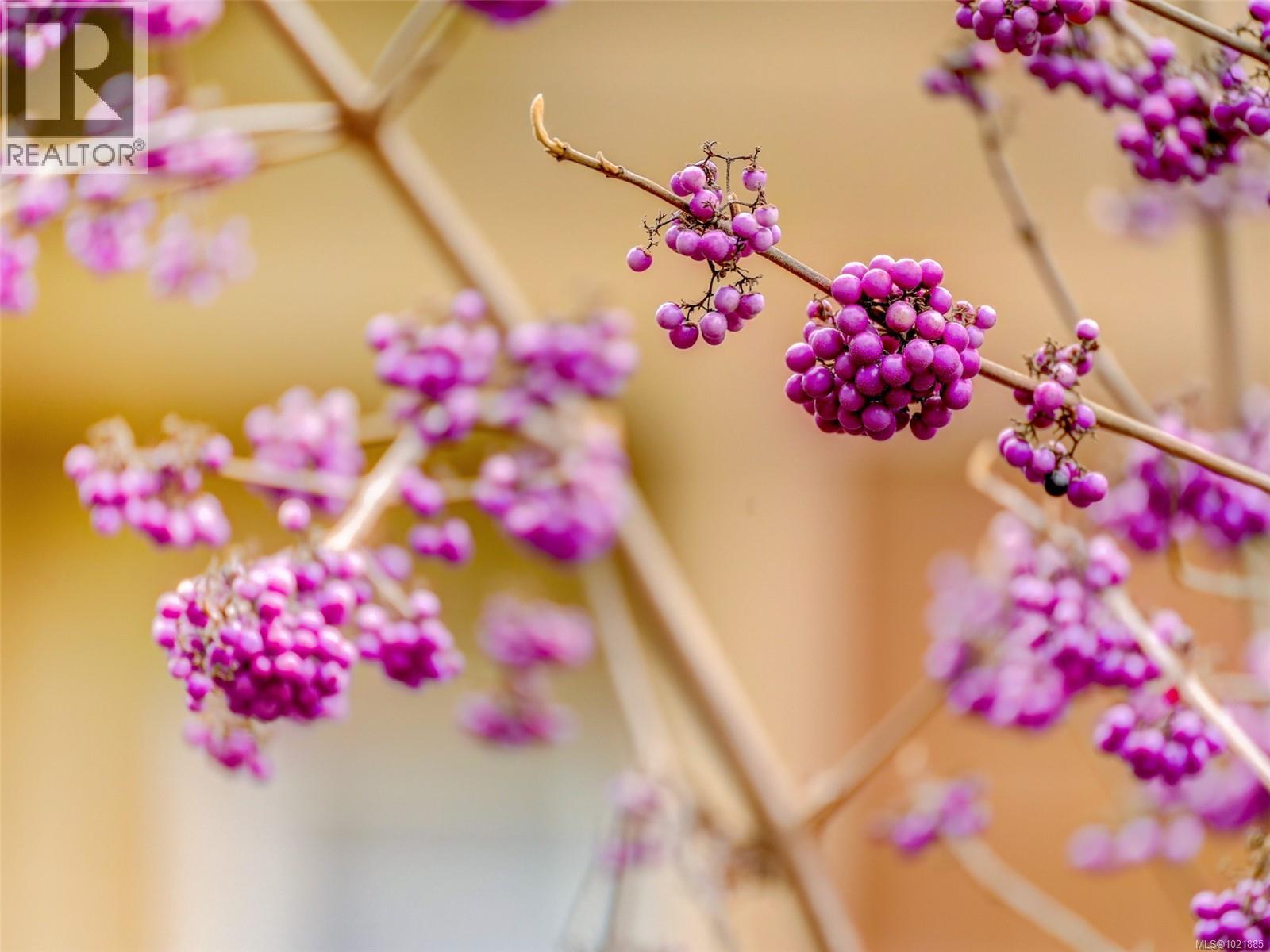 25 1286 Tolmie Ave, Saanich, British Columbia V8P 1E3 - Photo 46 - 1021885