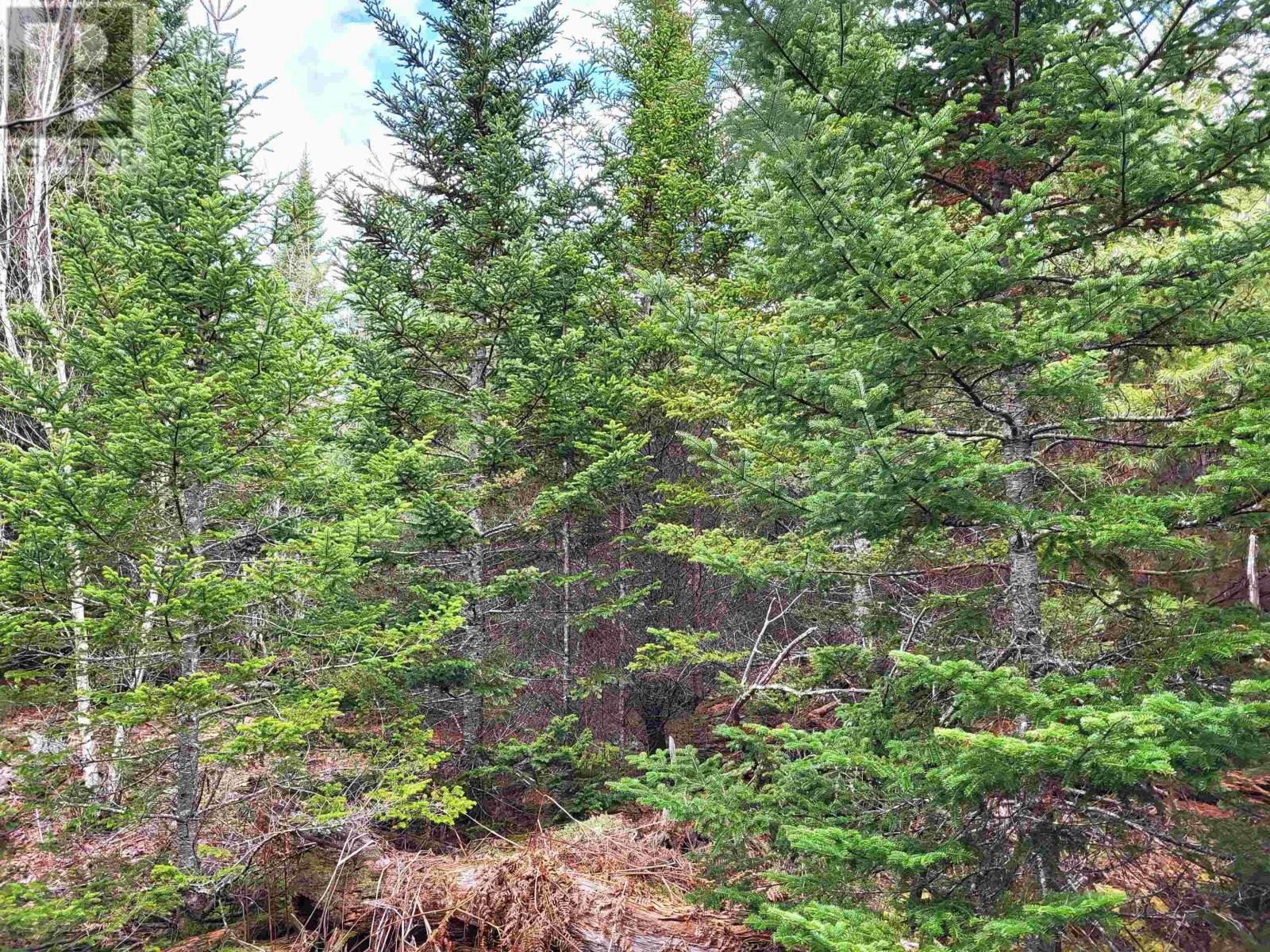 Lot Silver Road, Nineveh, Nova Scotia  B0R 1E0 - Photo 26 - 202402328