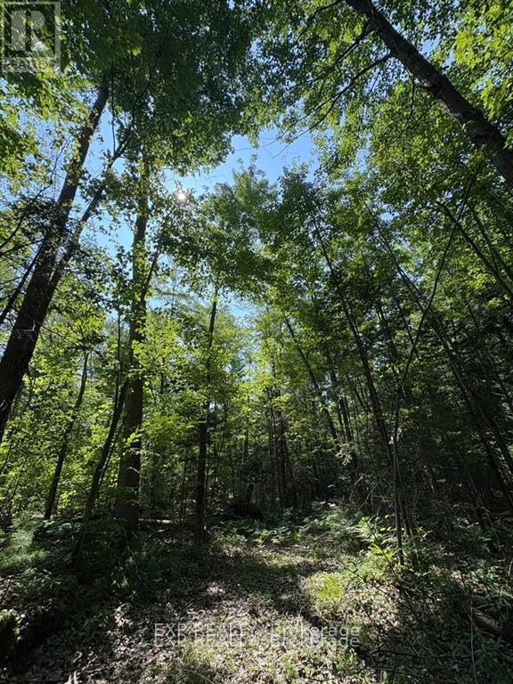 0 Lot 1 Conc. 2 Part 4 Boundary Road, Alfred And Plantagenet, Ontario K0B 1L0 - Photo 5 - X12631016