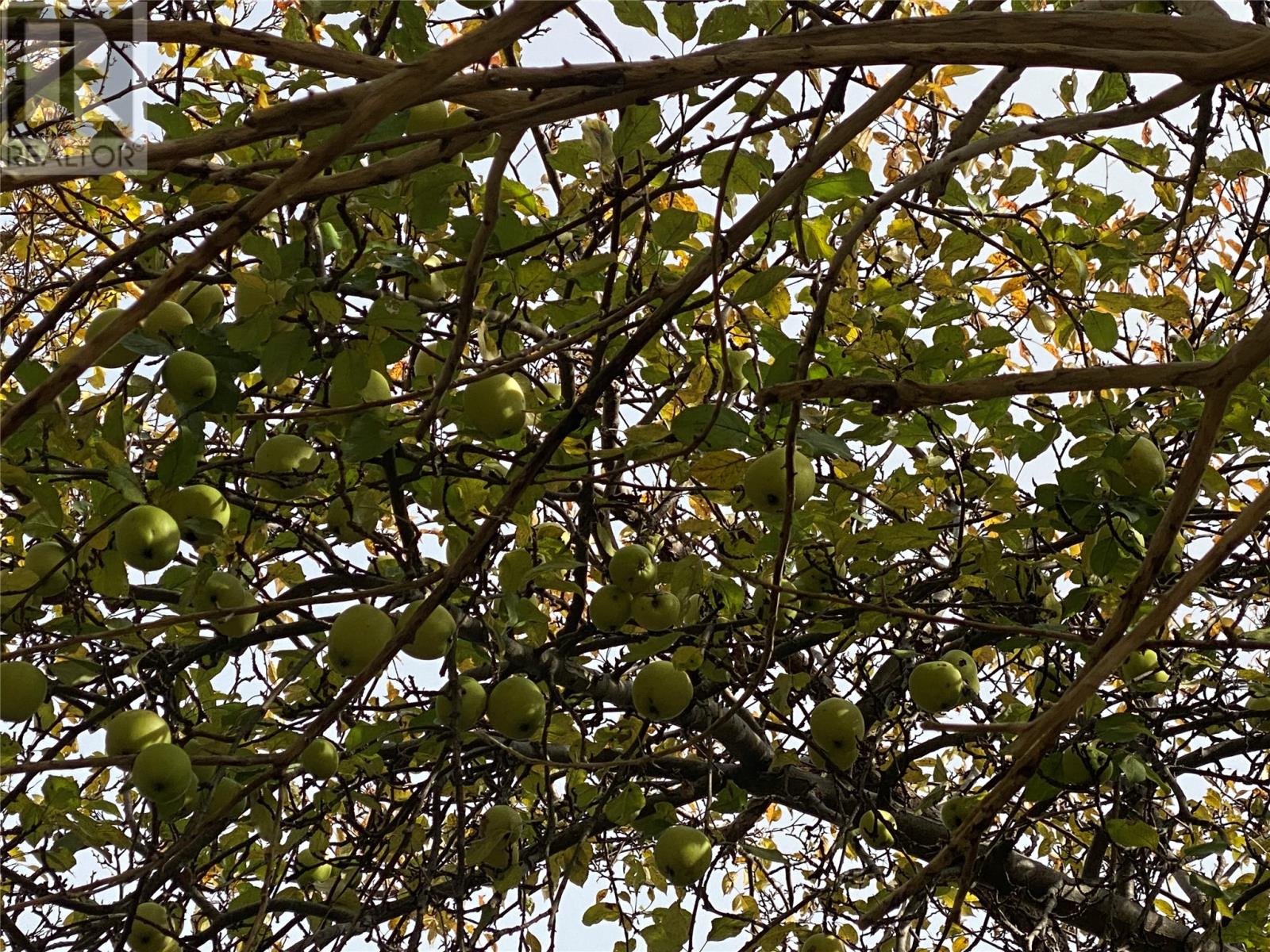 129 Roaches Line Road, Roaches Line, Newfoundland & Labrador  A0A 1W0 - Photo 44 - 1293280