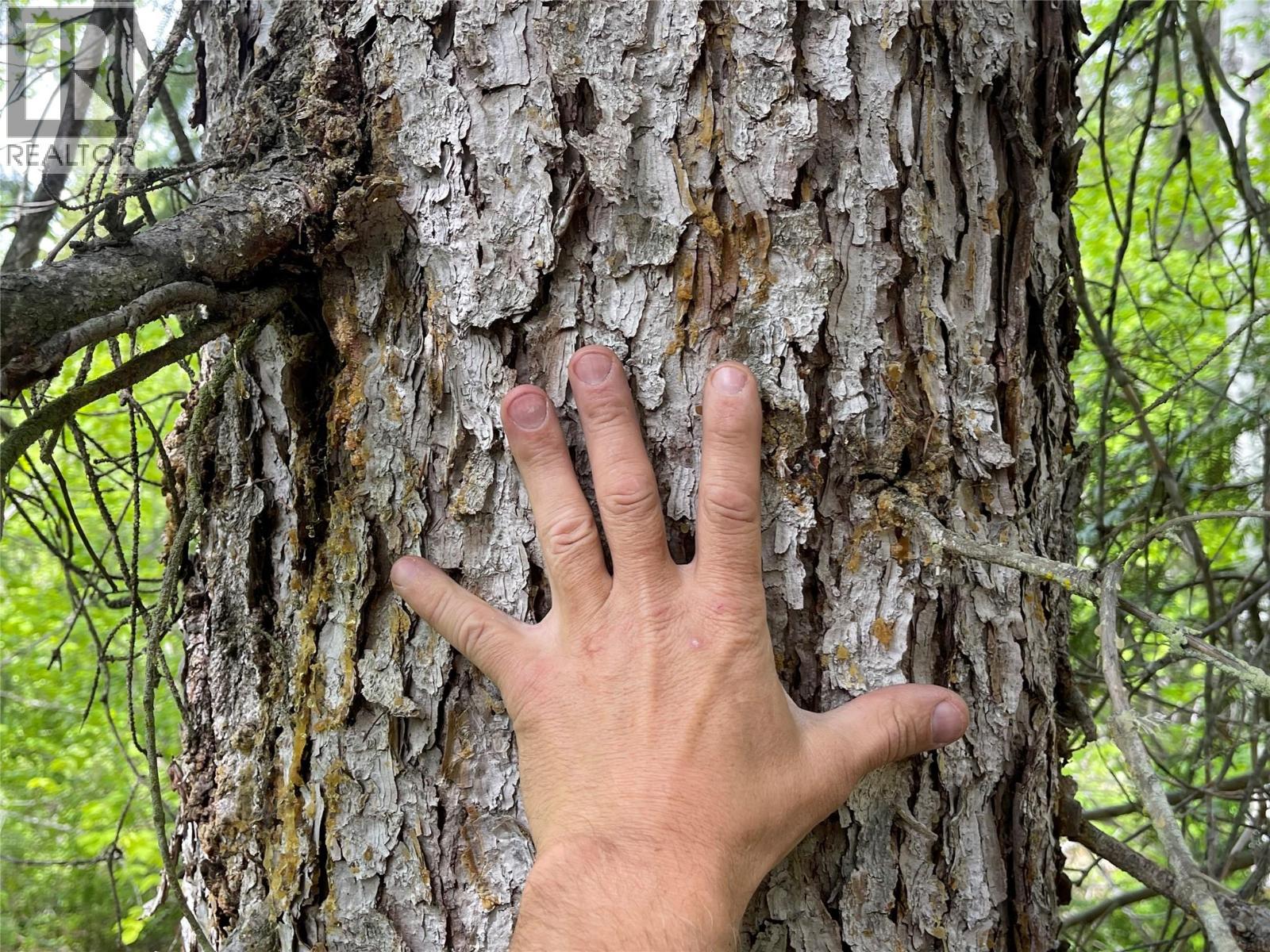 1176 Golden Donald Upper Road, Golden, British Columbia  V0A 1H1 - Photo 15 - 10350370